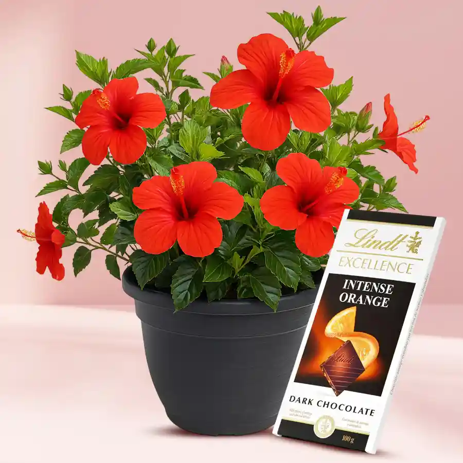Hibiscus plant in a pot paired with a Lindt chocolate bar, perfect gift combo.