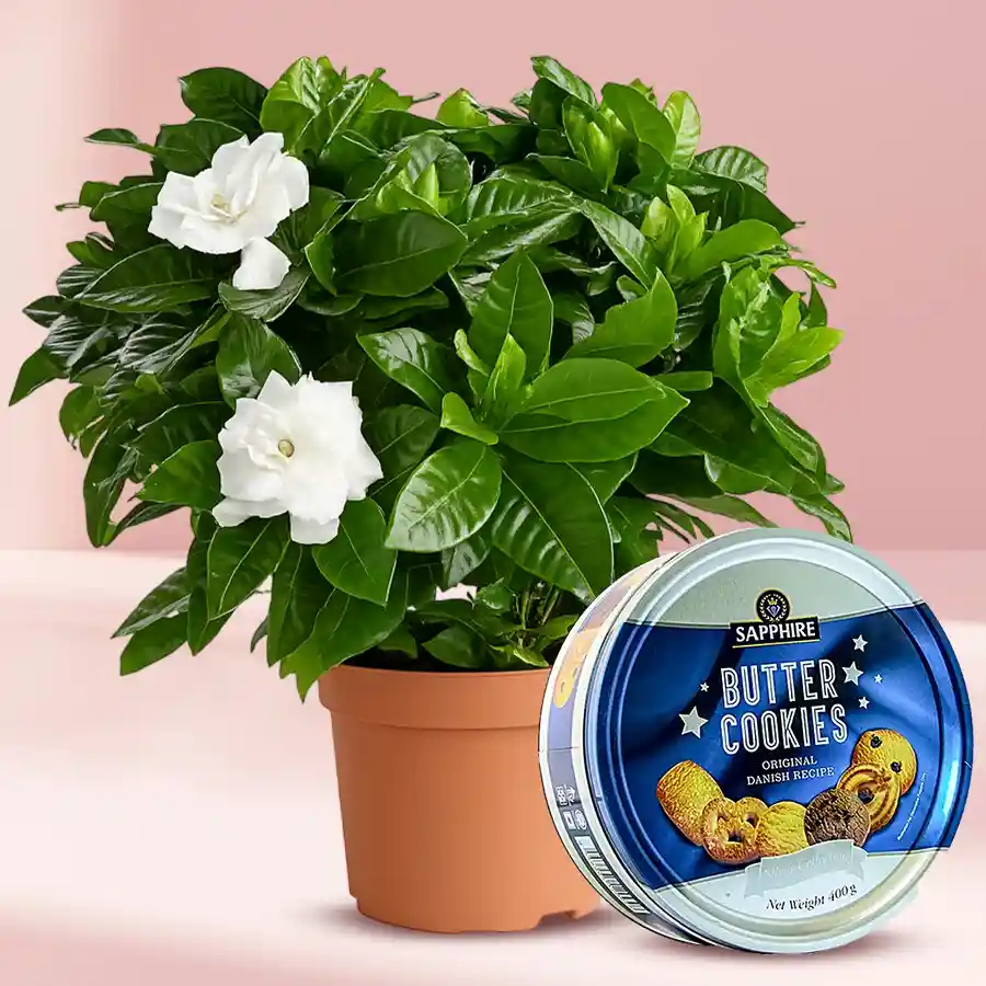 Jasmine plant in a plastic pot paired with Sapphire Danish cookies.
