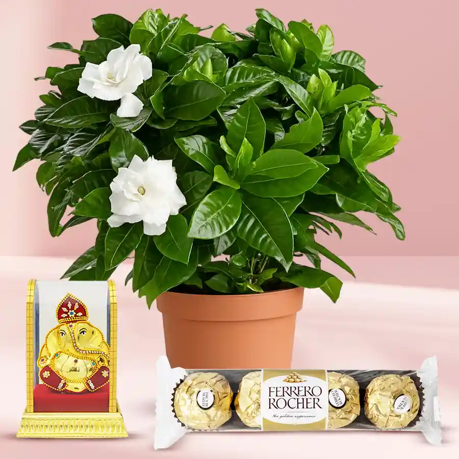 Fragrant Jasmine planter with Ganesh idol and Ferrero Rocher chocolates in a designer plastic pot.