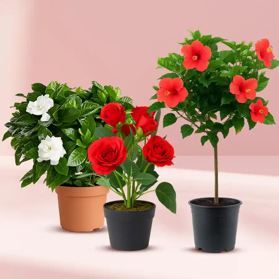 Blossoming Good Luck Gift Set featuring Red Rose, Tropical Hibiscus, and Jasmine plants in plastic pots.