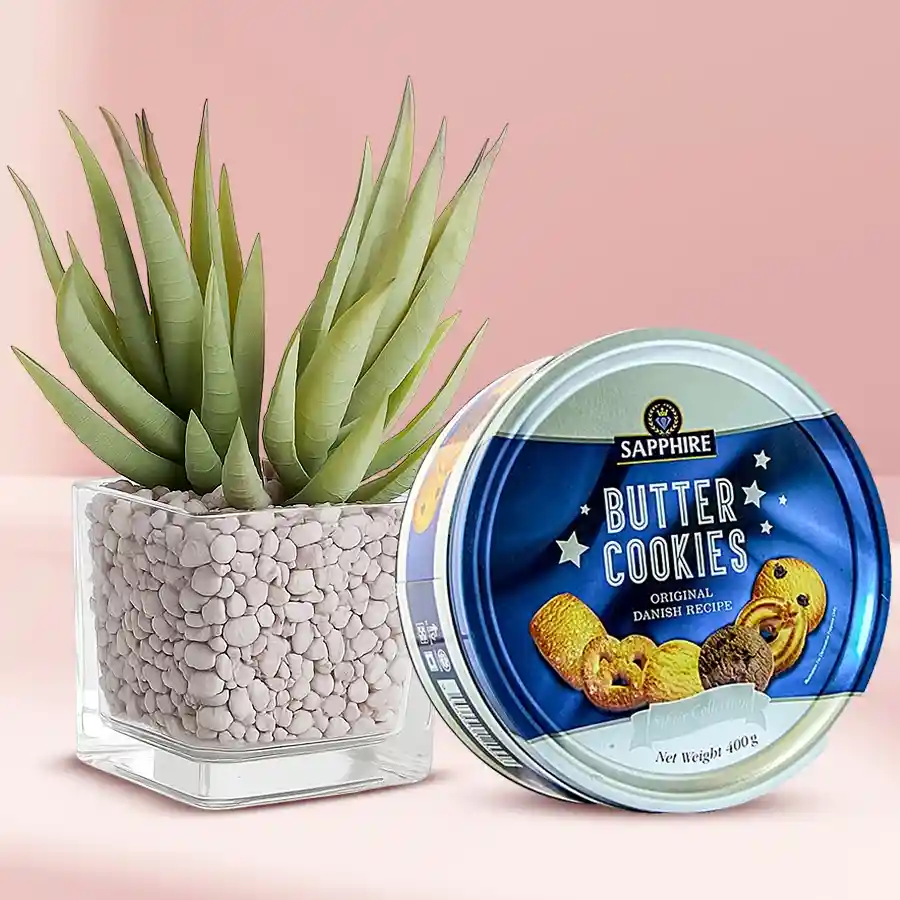 Aloe Vera plant in a plastic pot paired with Sapphire Danish cookies, perfect for gifting.