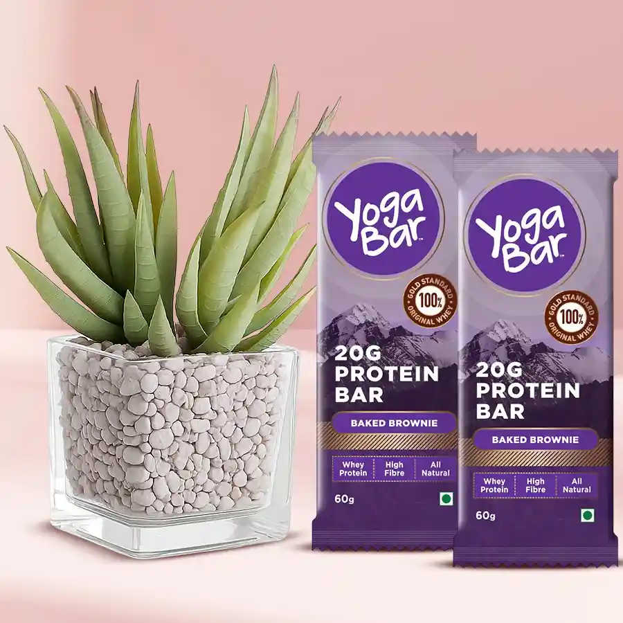 Aloe Vera plant in a plastic pot paired with two Yoga Protein Bars for a healthy gift option.