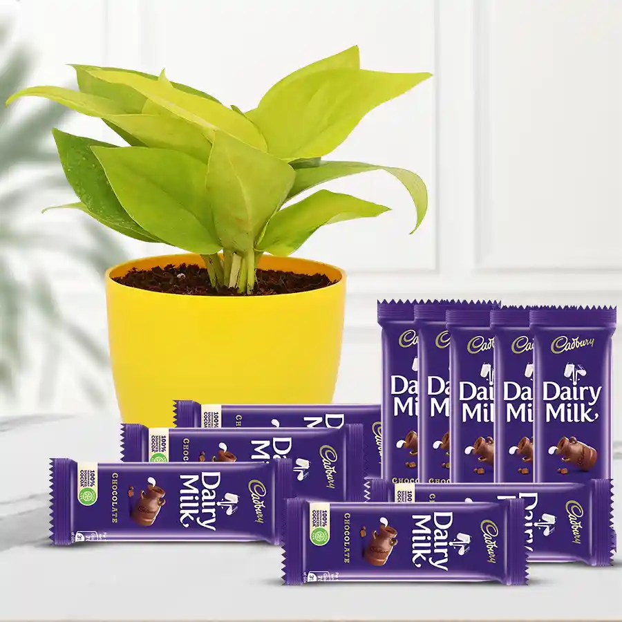 Gift combo featuring a fast-growing money plant in a plastic pot and ten Cadbury Dairy Milk chocolates, perfect for spreading joy and good luck.