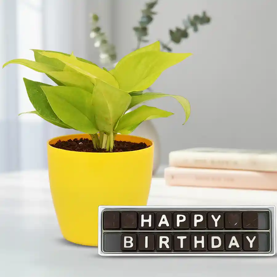 Good Luck Money Plant in designer pot with handmade chocolate gift.