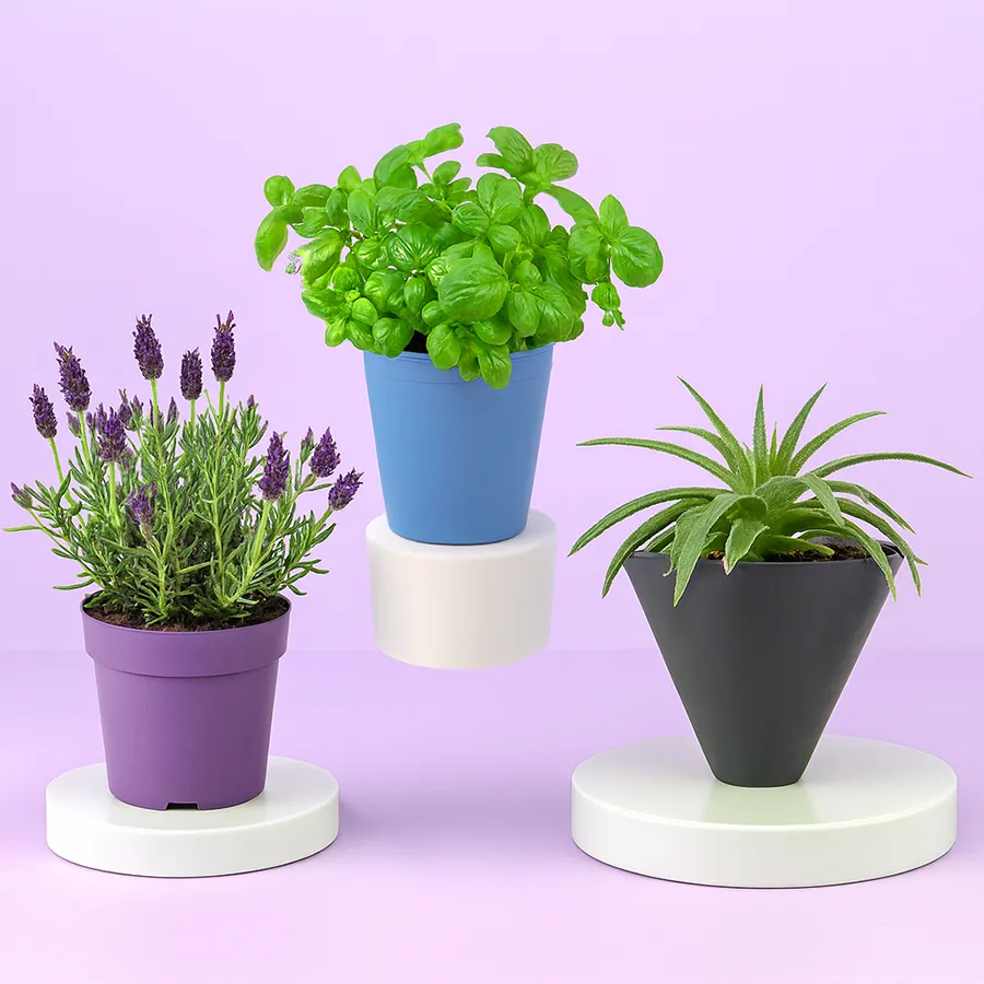 Healthy Aloe Vera, Basil, and Lavender Plant Combo in pots.