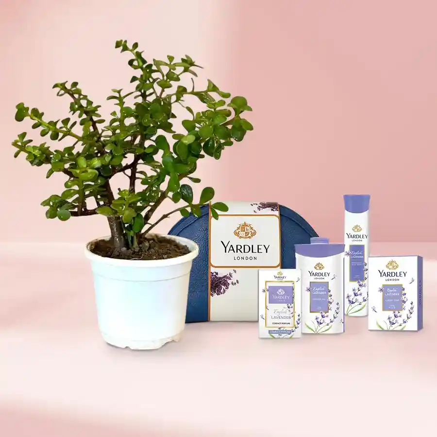 Jute-wrapped jade plant in black tub alongside Yardley Lavender gift set.