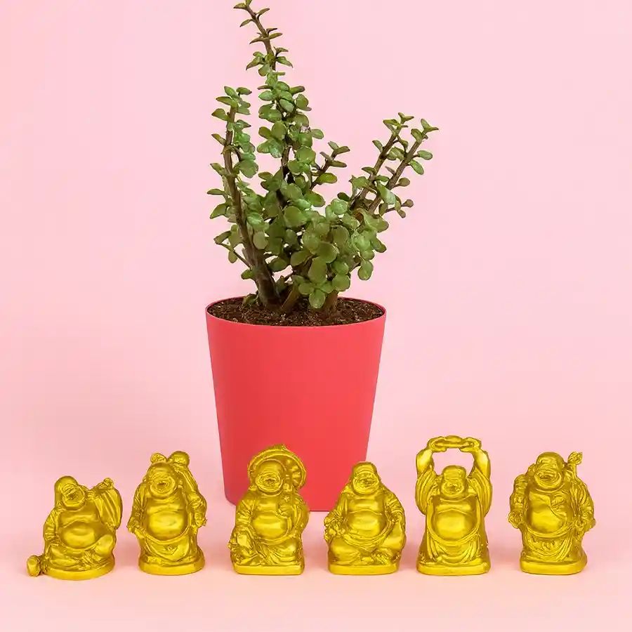 Jade Plant and Laughing Buddha gift set in a red tub, symbolizing good fortune and happiness.