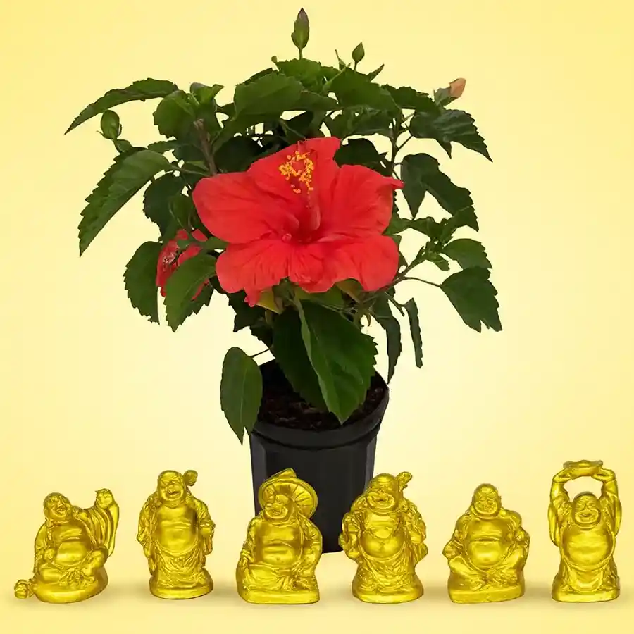Hibiscus plant in a black tub paired with a laughing Buddha figure, symbolizing health and serenity.