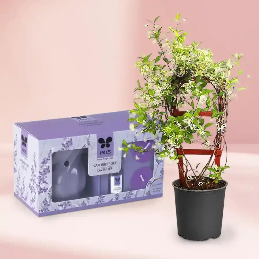 Jasmine Plant in black tub alongside an IRIS Lavender Ceramic Fragrance Vaporizer set, symbolizing joy and tranquility.