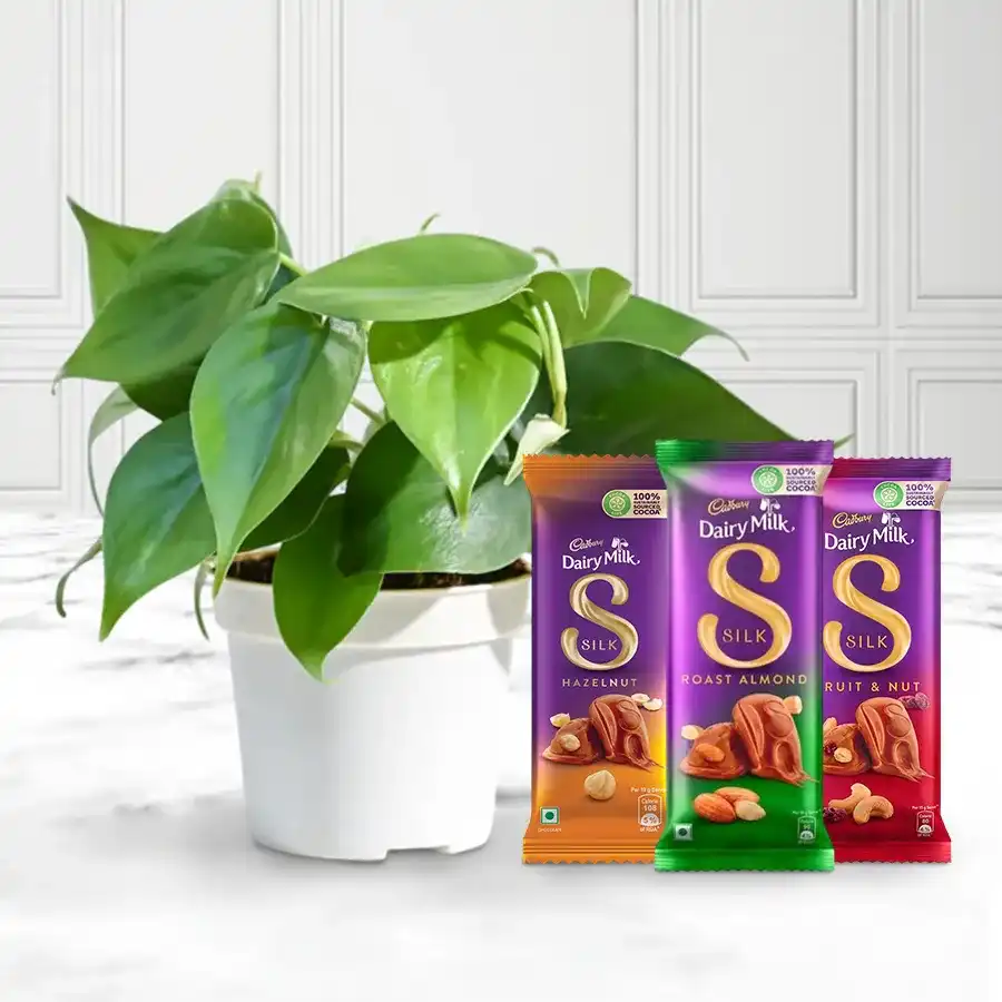Air Purifying Philodendron Plant with Cadbury Silk chocolates in a black tub.