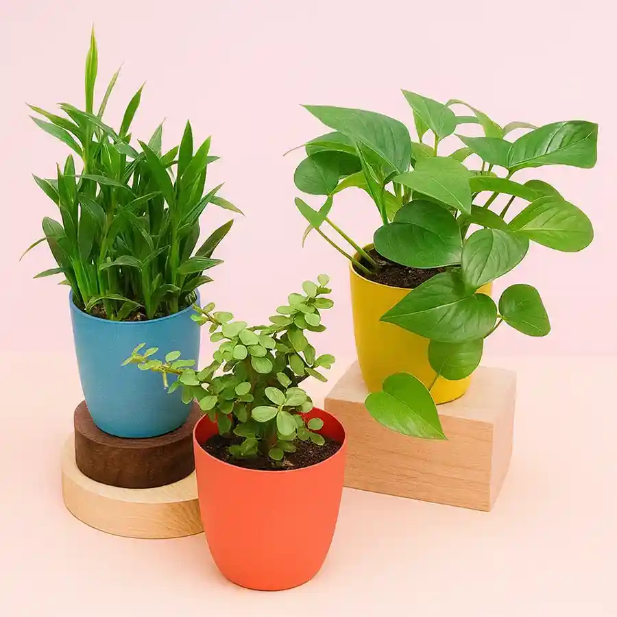 Prosperity Plant Trio Bundle with 3 Layer Lucky Bamboo, Money Green Plant, and Jade Plant in multicolor cylindrical pots.