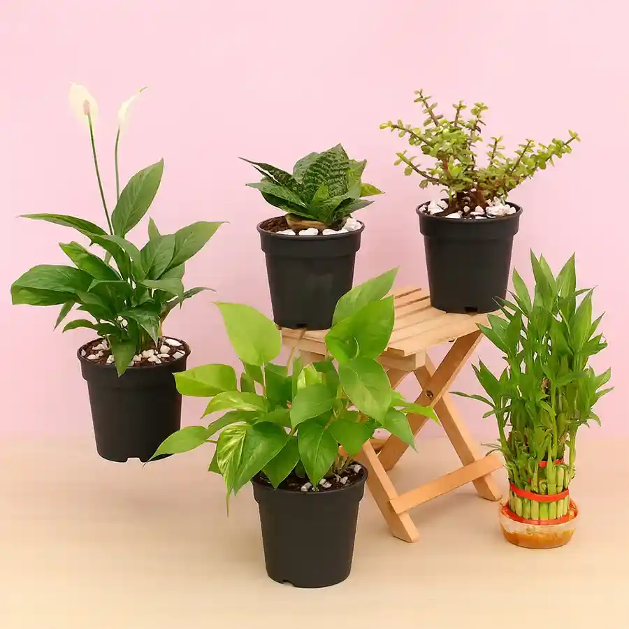 Five air-purifying plants in a stylish glass pot and four black tubs, featuring Lucky Bamboo, Money Green, Peace Lily, Jade, and Snake Plant.