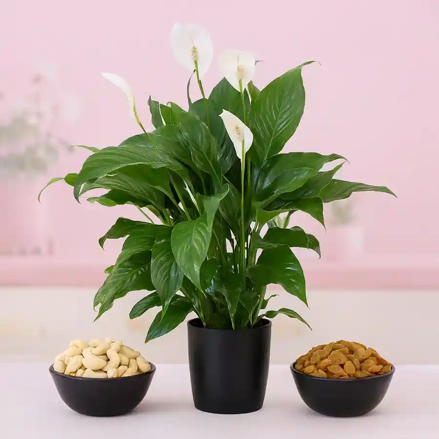 Serene Peace Lily plant in a black pot with cashews and raisins for a thoughtful gift.