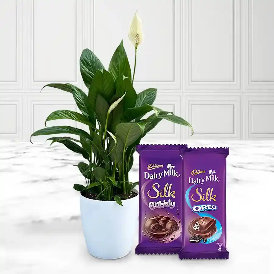 Serene Peace Lily plant in a white porcelain pot with Cadbury chocolates.