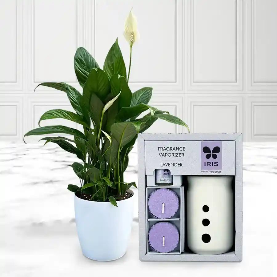Serene combination of Peace Lily plant and IRIS Lavender Ceramic Vaporizer set, ideal for indoor air purification and soothing aroma.