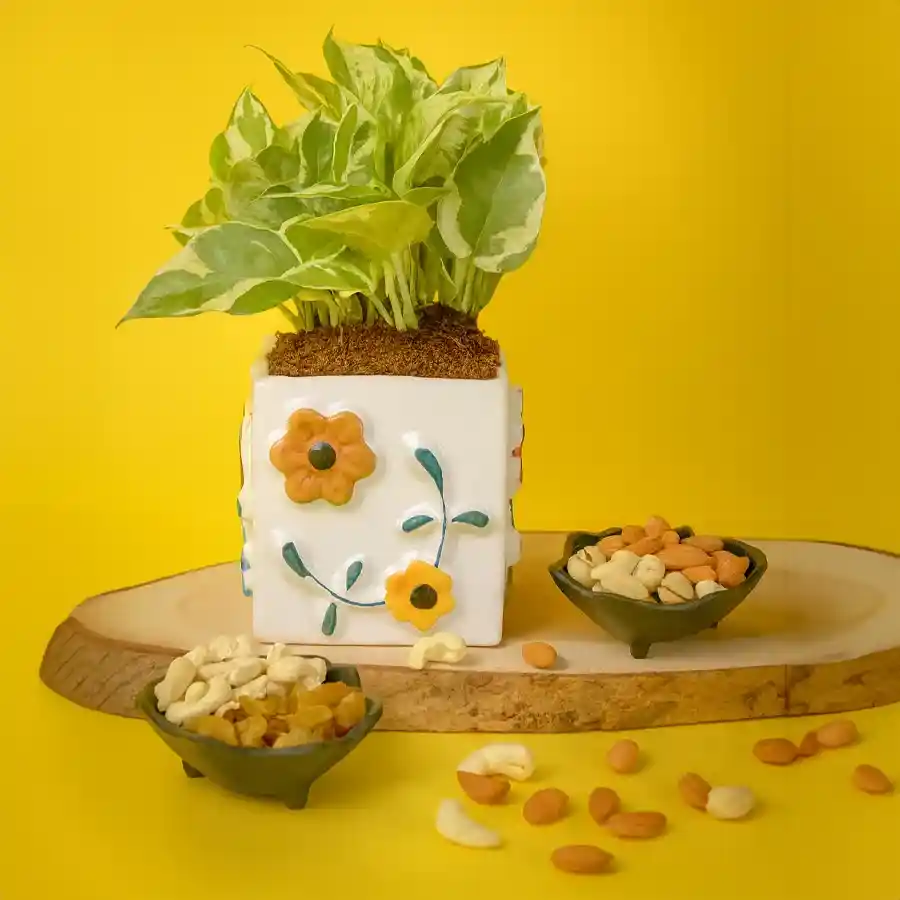 Air Purifying Golden Pothos Plant with Assorted Dry Fruits Duo in White Tub.