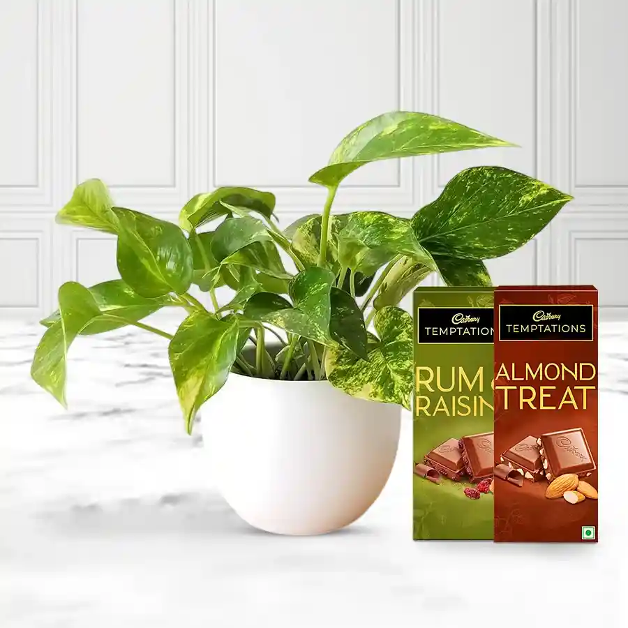 Air Purifying Golden Pothos Plant paired with Cadbury Temptation chocolates in a charming presentation.