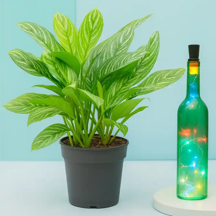 Illuminated Aglaonema Modestum plant and LED bottle lamp set with black tub.