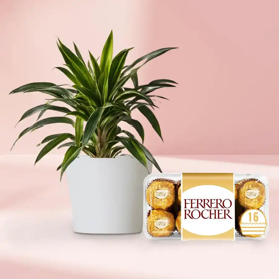 Air Purifying Warneck Dracaena Plant with Ferrero Rocher Chocolates.