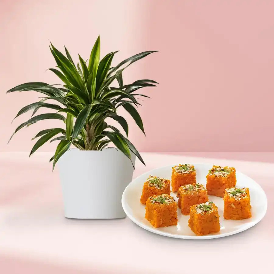 Air Purifying Warneck Dracaena n Drooling Sweet with Moti Pak Sweets.