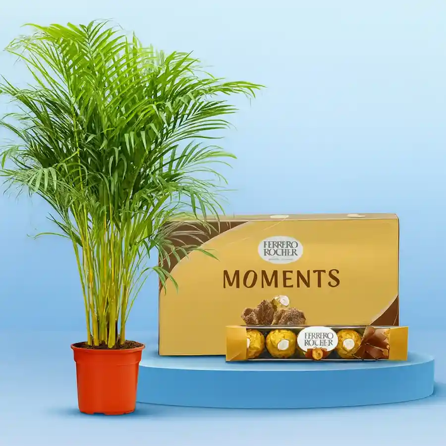 Air Purifying Areca Palm Plant with Ferrero Rocher Chocolates Gift Set