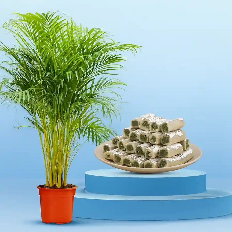 Air Purifying Areca Palm Plant with Kaju Pista Rolls.