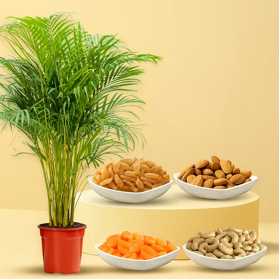 Air Purifying Areca Palm Plant with assorted dry fruits including almonds, raisins, cashews, and turkle apricots in a brown pot.