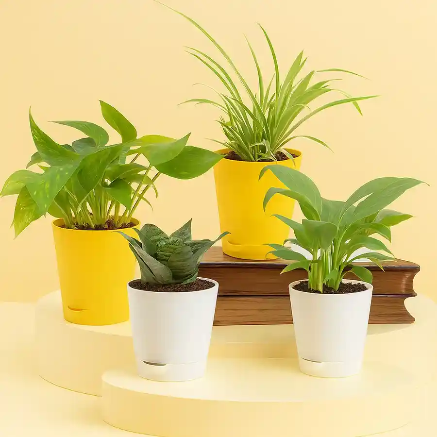 Fresh Air Pals Plant Set featuring four air-purifying plants in white and yellow pots.