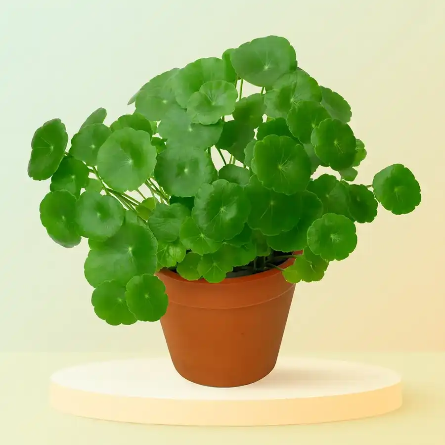 Brahmi plant in a brown pot, promoting wellness and tranquility.