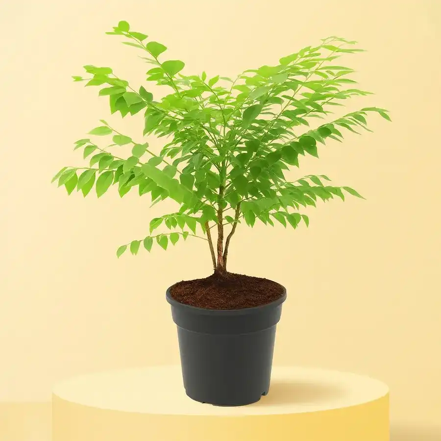 Refreshing Amla plant in a sleek black pot, perfect for outdoor spaces.