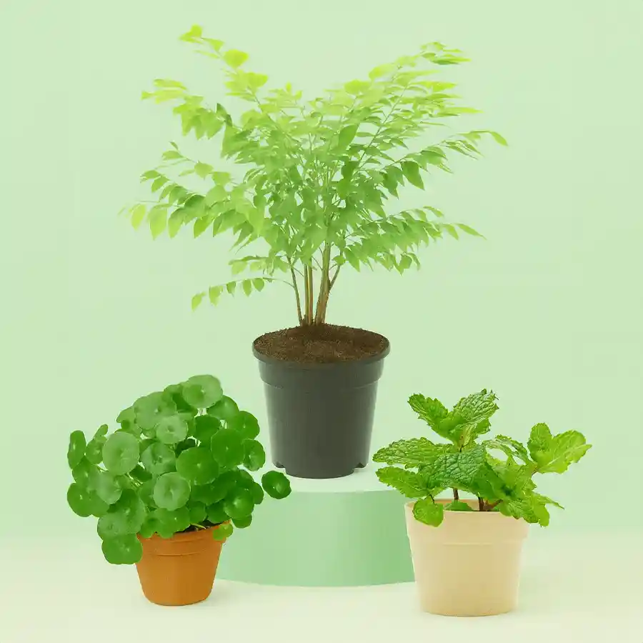Trio of medicinal plants in colorful pots, featuring Amla, Pudina, and Brahmi, perfect for health-conscious gifting.