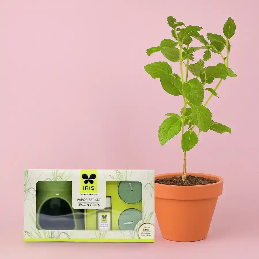 A Potted Vringraj Plant in a brown pot alongside an Iris Lemon Grass Ceramic Vaporizer, complete with oil and tealights for a calming atmosphere.