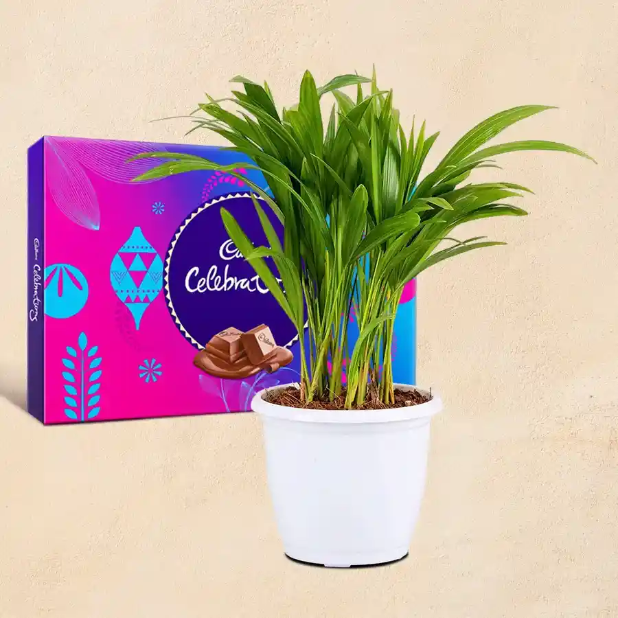 Areca Palm plant in a white pot paired with Cadbury Celebrations chocolates for a delightful gift.