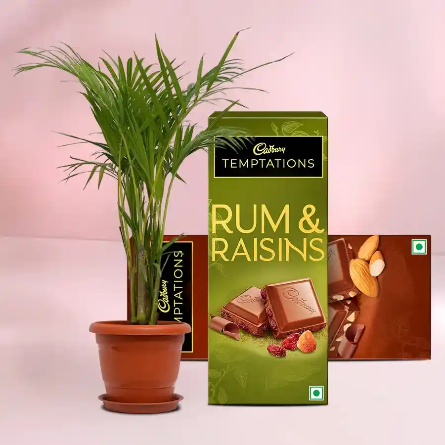 Lush Table Palm Plant paired with Assorted Cadbury Temptations in a brown pot.