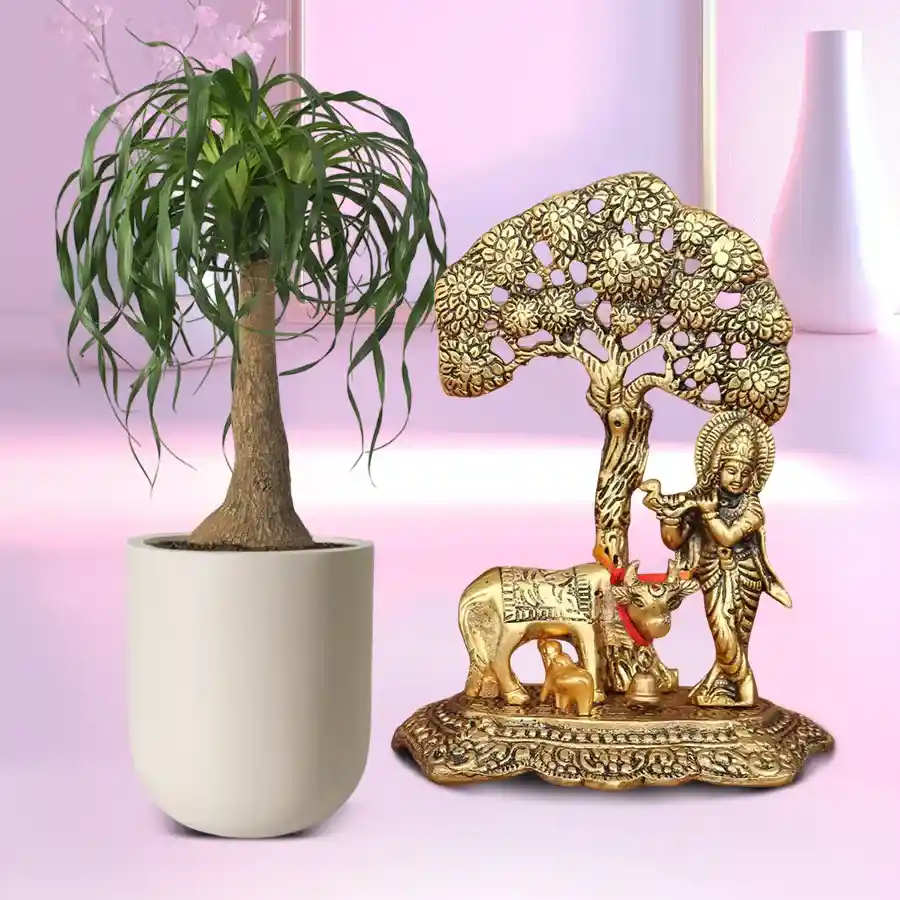 A pair of Pony Tail Palm plants with a Metal Krishna showpiece, enhancing indoor or outdoor spaces.