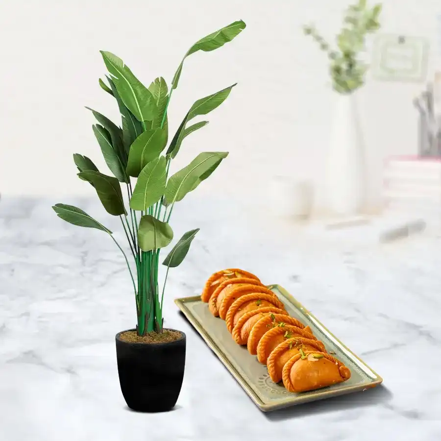 Travellar Palm Plant in black pot with Khowa Puri treat, perfect gift.
