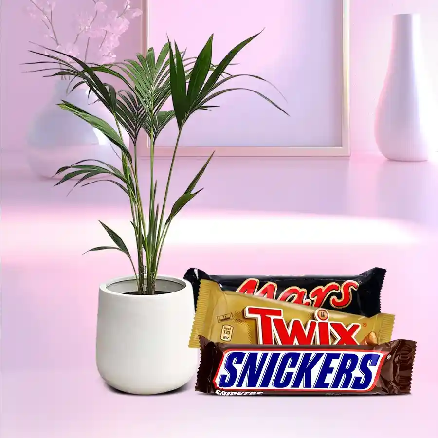 Kentia Palm plant in a white pot paired with assorted chocolates, including Twix, Mars, and Snickers.
