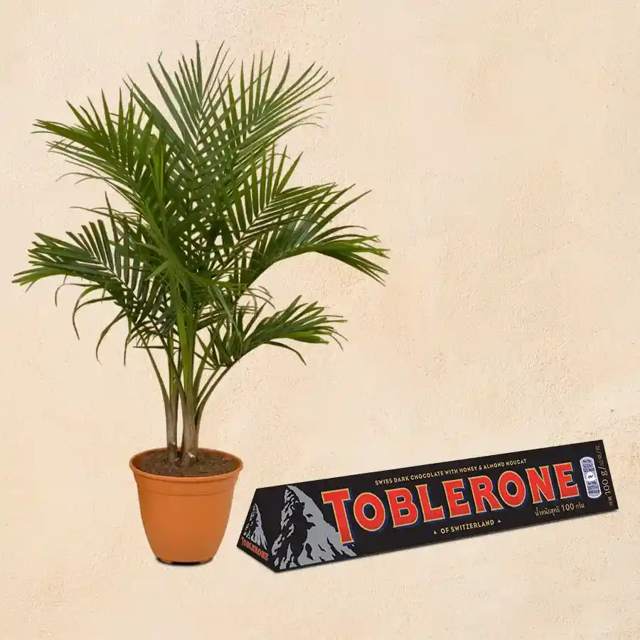 Majesty Palm Plant in brown pot with Toblerone Dark chocolate.