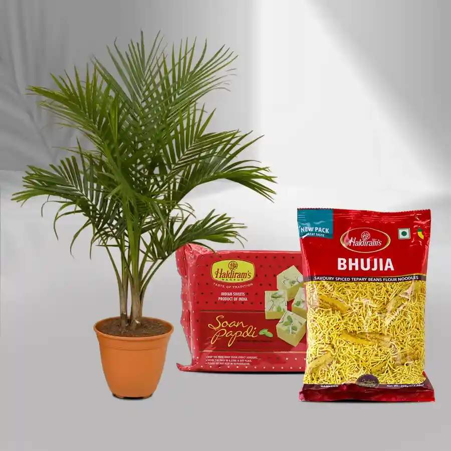 Evergreen Majesty Palm Plant with Bhujia and Soan Papdi gift set.