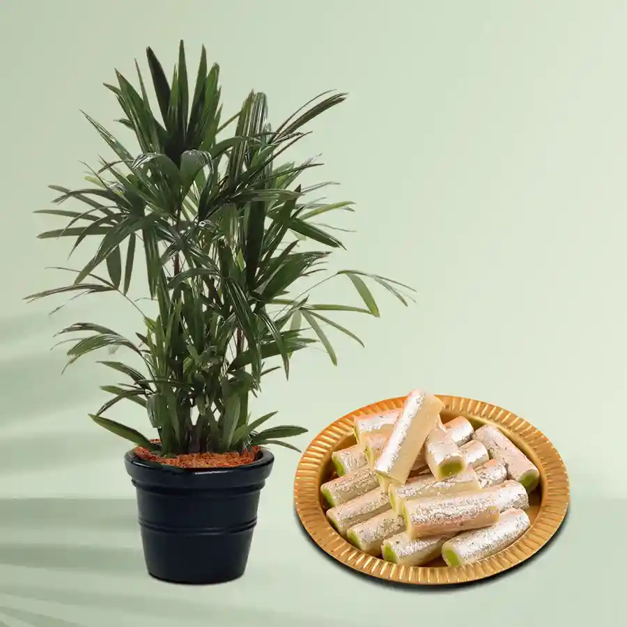 Impressive Broadleaf Lady Palm Plant with Kaju Pista Roll Combo in a black pot.