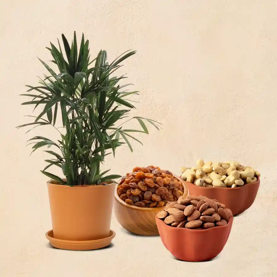 Lush Potted Broadleaf Lady Palm accompanied by assorted dry fruits including cashews, almonds, and raisins.