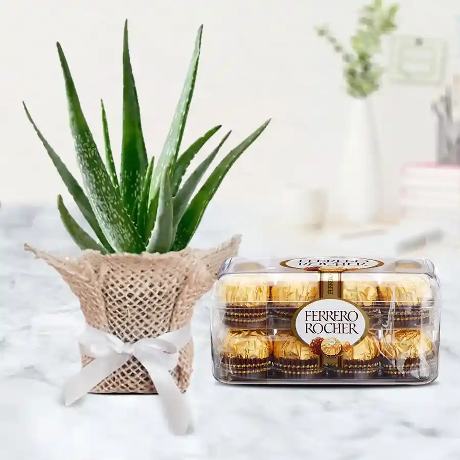 Aloe Vera plant wrapped in jute with Ferrero Rocher chocolates in an elegant gift set.