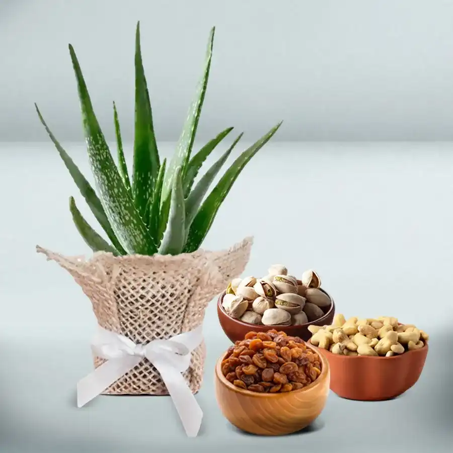 Jute-wrapped Aloe Vera plant accompanied by an assortment of dry fruits including almonds, cashews, and pistachios.