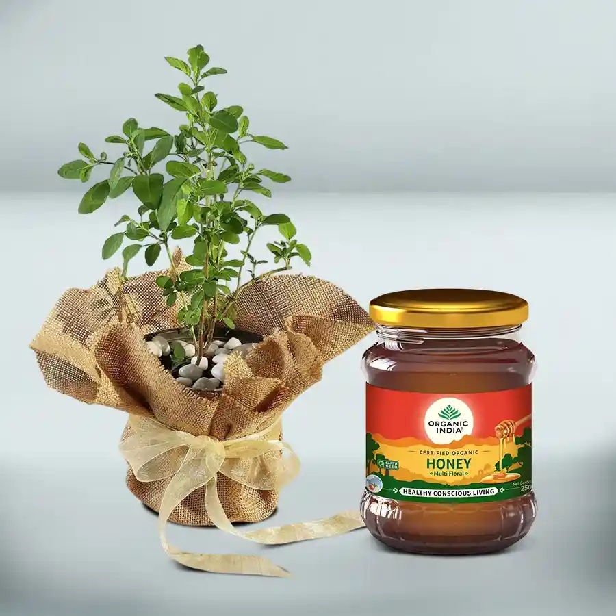 Jute Wrapped Tulsi Plant with a jar of Organic India Honey in an elegant gift set.