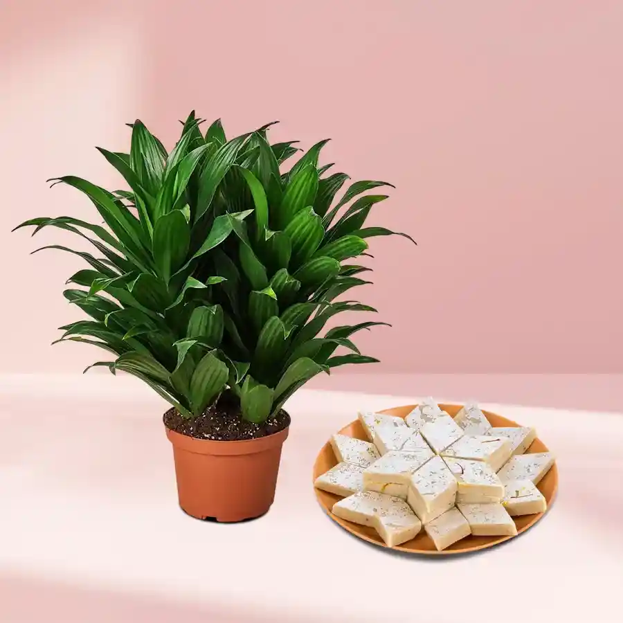 A Dracena plant in a brown pot accompanied by Kaju Katli sweets, symbolizing a sweet and thoughtful gift.