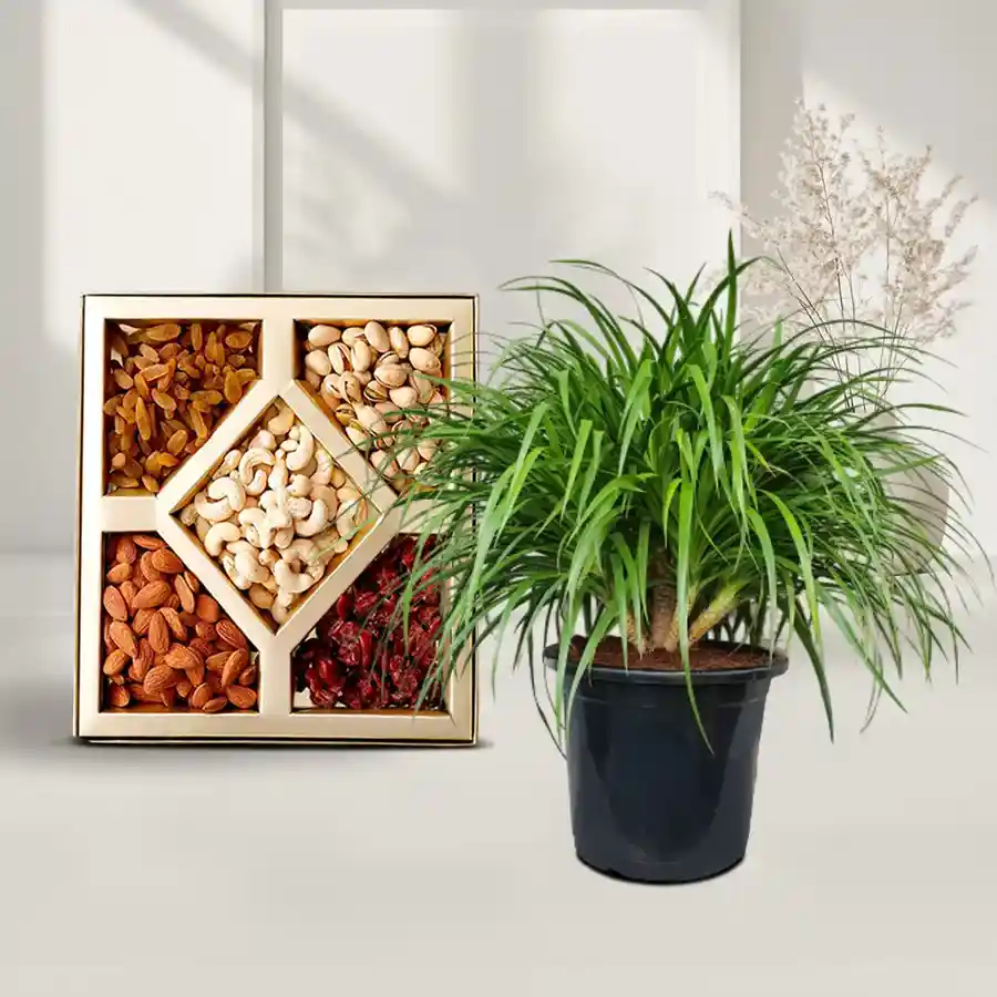 A beautiful Dracena plant in a black pot accompanied by assorted dry fruits, perfect for gifting.