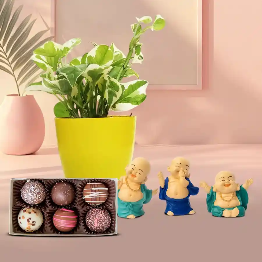 Vibrant Money Plant in yellow pot with laughing Buddha set and handmade chocolates, perfect gift combo for loved ones.