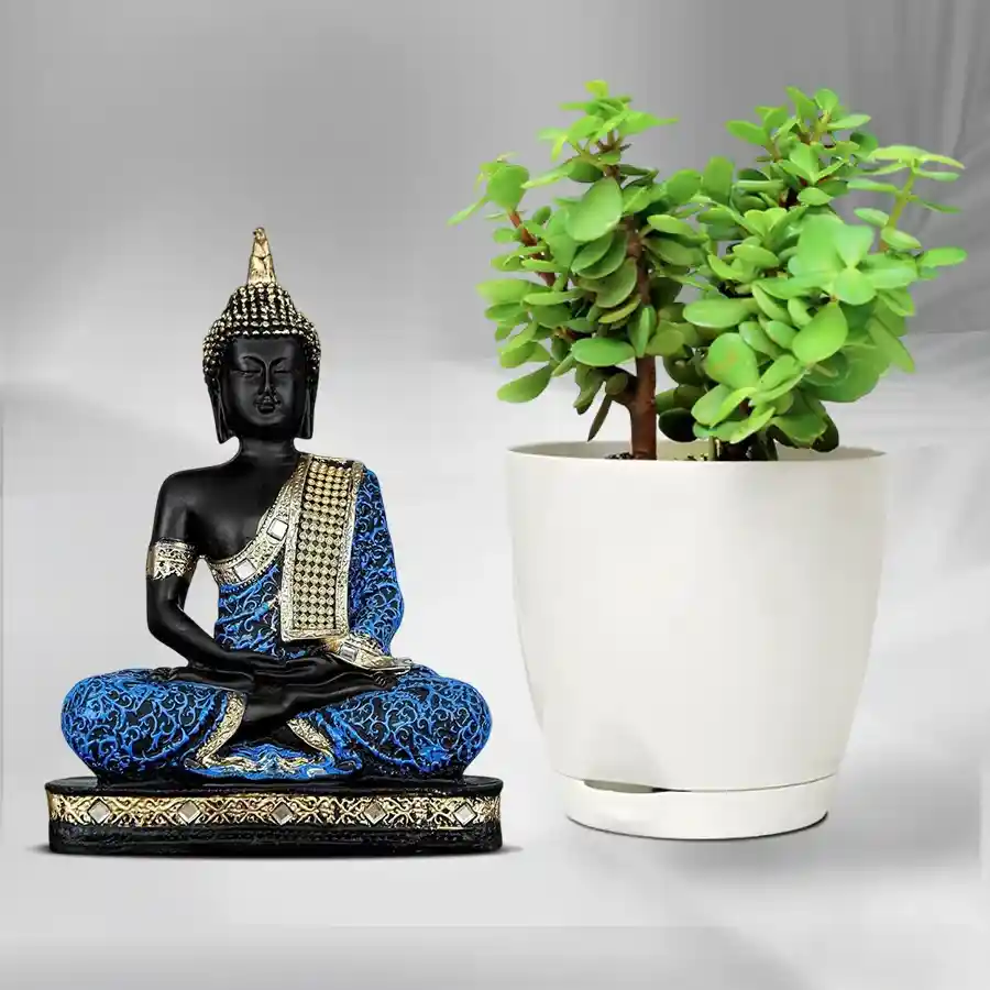 Serene jade plant paired with a sitting Buddha idol in a plastic pot.