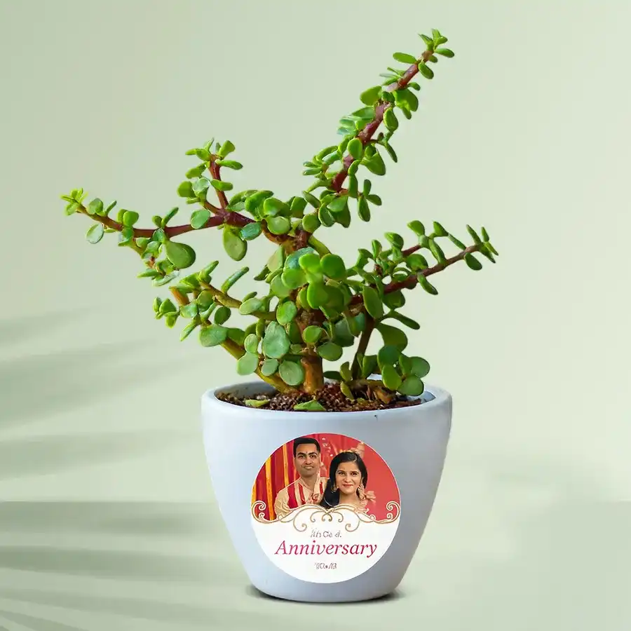 Charming jade plant paired with a customizable coffee mug gift set.