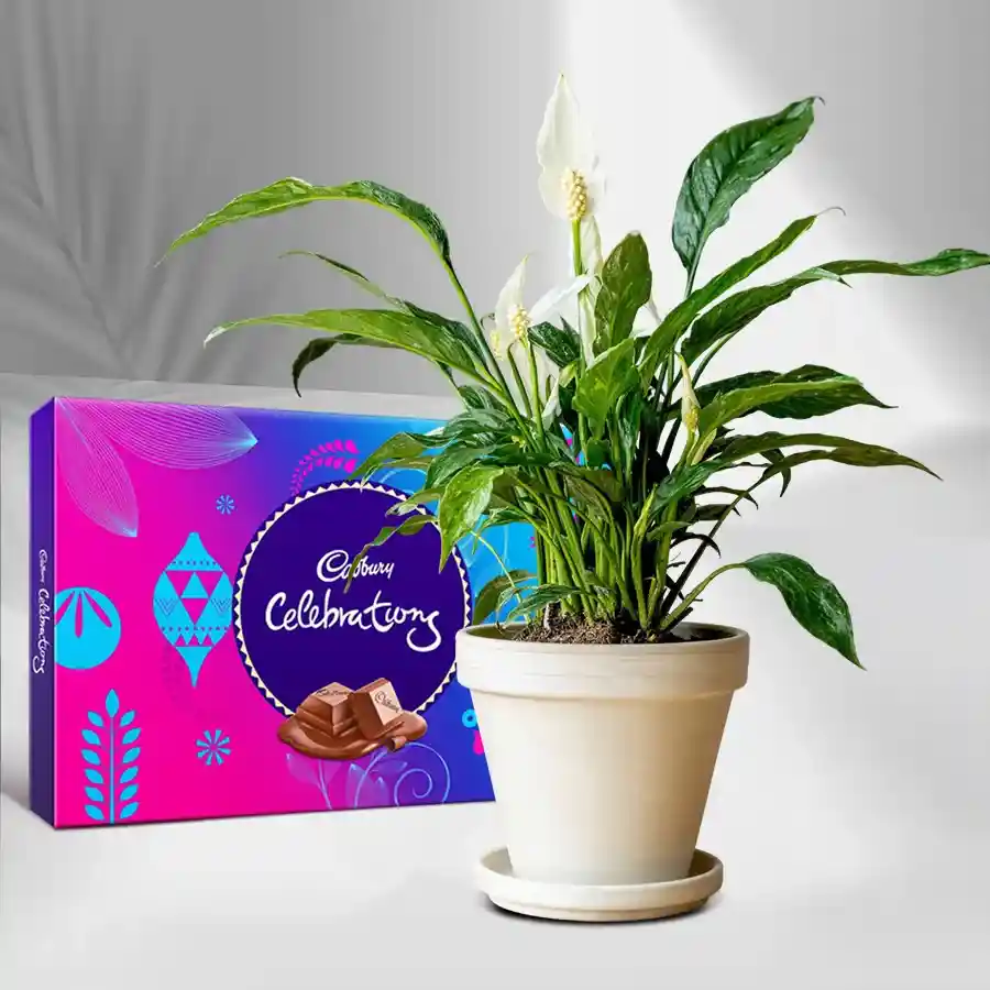 Charming Peace Lily plant in a white pot with Cadbury Celebration chocolates.